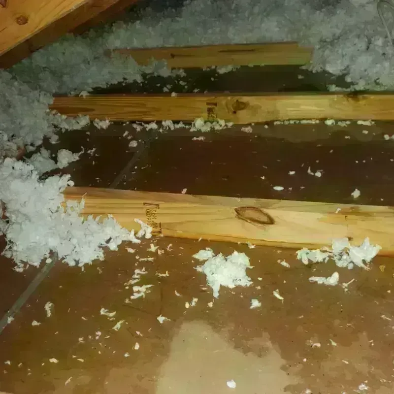 Attic Water Damage in Winthrop Harbor, IL